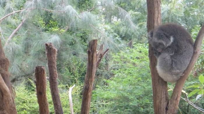 Koala resting in the Healesville sanctyary, Australia