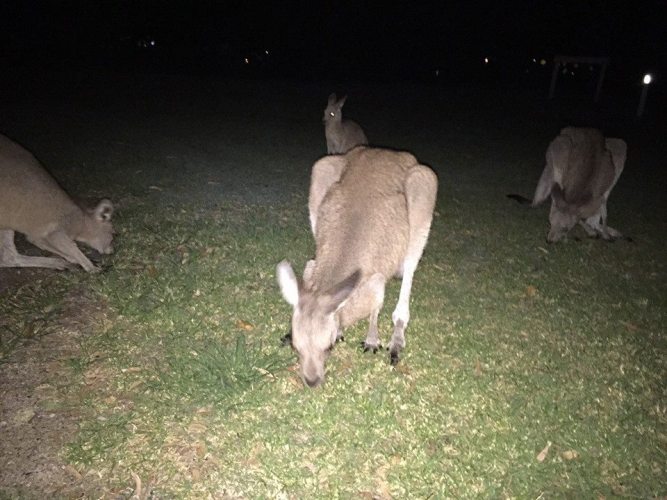 a kangaroo nibbles on some grass during the night