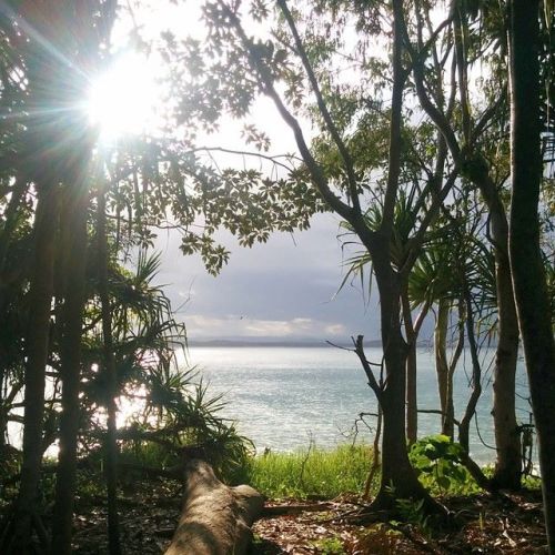 Sun through the trees over the ocean in Australia