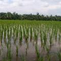 Rainy rice fields