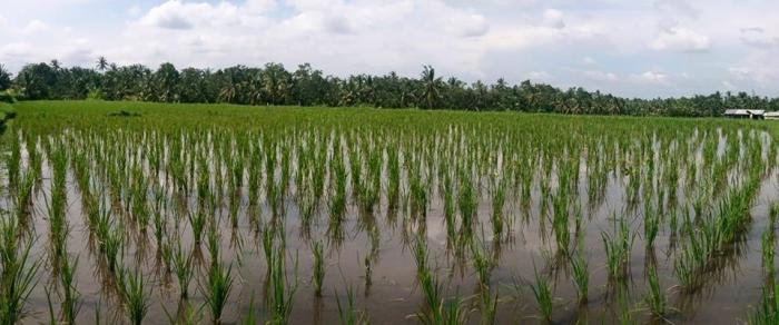beautiful rice field in Bali Indonesia