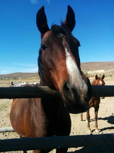 A beautiful brown horse leans over a ranch fence curiously