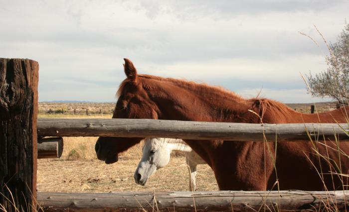brown and white horse side profile on farm