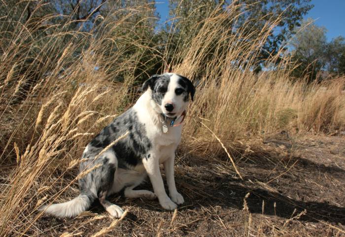 Australian cattle dog on a farm