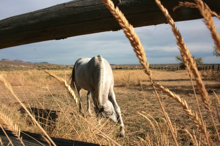 white horse bowing in the sunlight