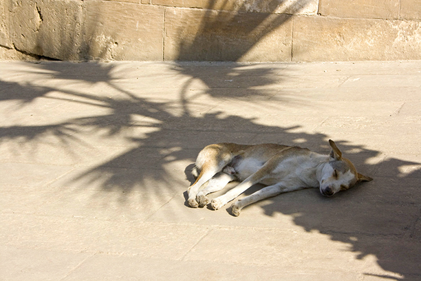 Dog sleeping in shadow