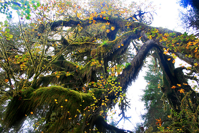 A large tree in the Hoh rainforest