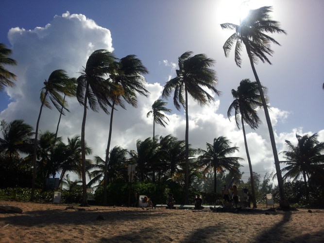beach palm trees puerto rico