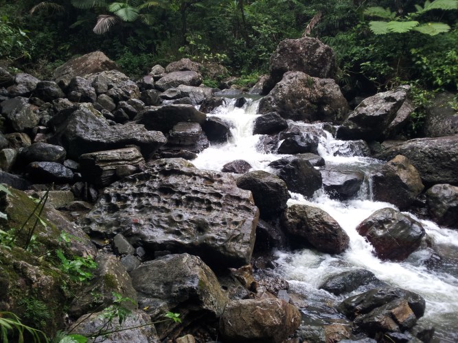rain forest el yunque puerto rico