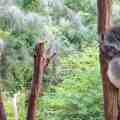Sleeping Koala