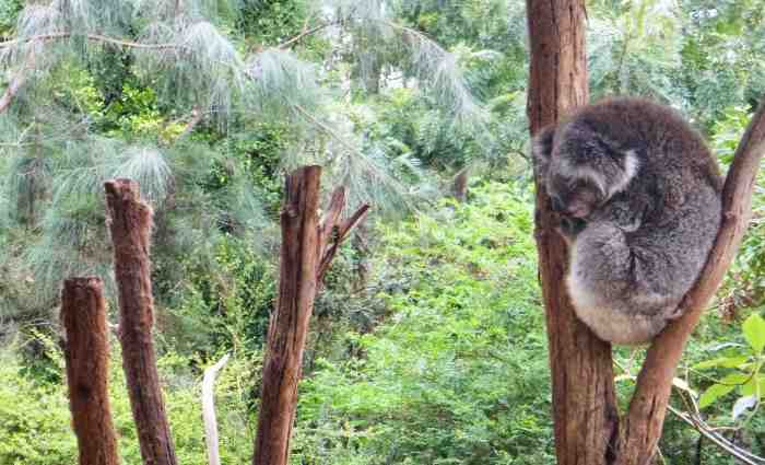 Koala in tree